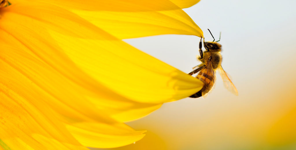 Sauvons les abeilles avec l’impression 3D !
