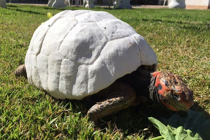 Freddie la Tortue et sa carapace 3D printed