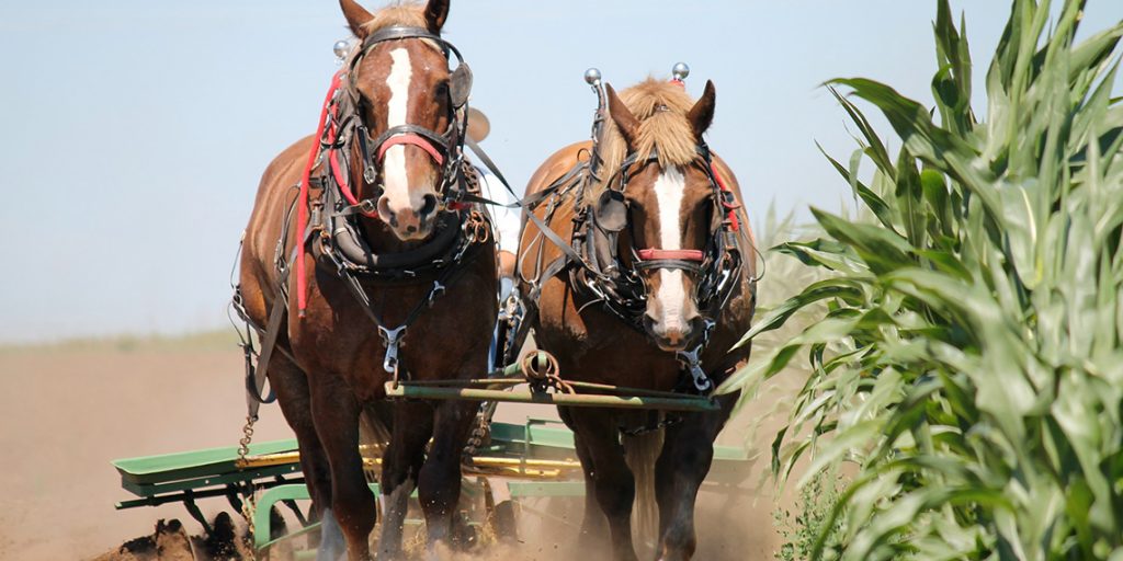 Une communauté Amish a recourt à l’impression 3D vétérinaire pour soigner un cheval