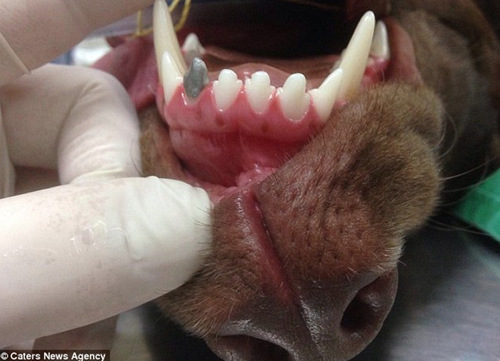 Exemple d'implant dentaire 3D printed sur un labrador